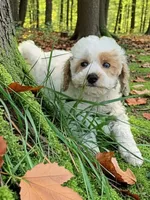 Toy /SallyMae, a female Miniature Aussiedoodle for sale in Spring Hill, FL – 3 of 4