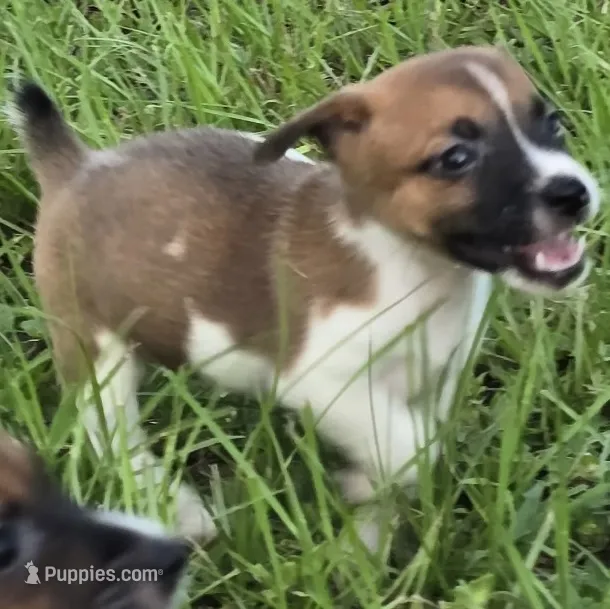 Maggie – Jack Russell Terrier puppy for sale in Spring Hill, FL