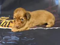 Mazie, a female Miniature Dachshund for sale in Spring Hill, FL – 4 of 6