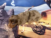 Tortia, a female Miniature Dachshund for sale in Spring Hill, FL – 3 of 5