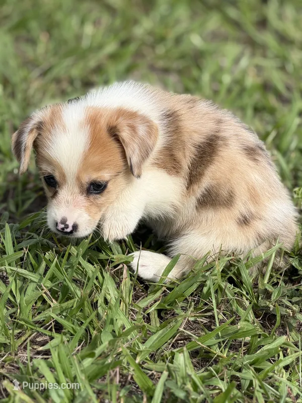 Chip  – Pembroke Welsh Corgi puppy for sale in Spring Hill, FL
