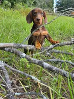 Chipper, a male Miniature Dachshund for sale in Spring Hill, FL – 4 of 6