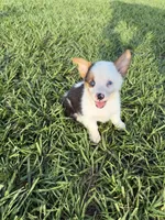 Princess(blue eyes), a female Pembroke Welsh Corgi for sale in Spring Hill, FL – 3 of 4