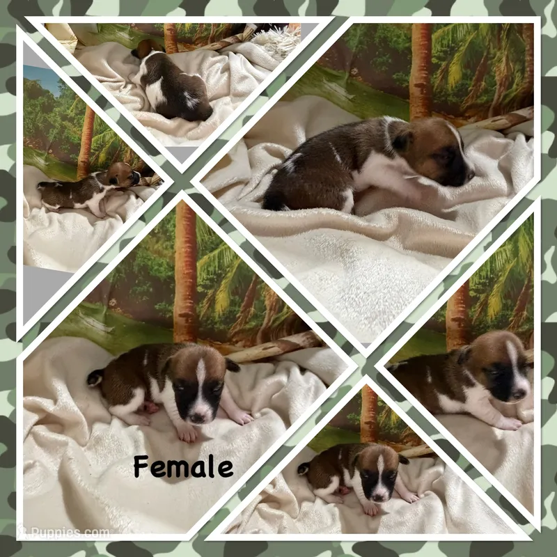 Maggie – Jack Russell Terrier puppy for sale in Spring Hill, FL