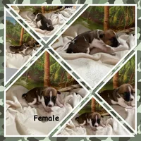 Maggie, a female Jack Russell Terrier for sale in Spring Hill, FL – 1 of 1