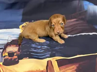Mazie, a female Miniature Dachshund for sale in Spring Hill, FL – 2 of 6
