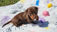EMANUAL, a male Miniature Dachshund for sale in Spring Hill, FL – Photo 1 of 3