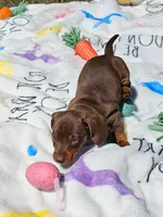 EMANUAL, a male Miniature Dachshund for sale in Spring Hill, FL – Photo 2 of 3