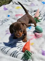 EMANUAL, a male Miniature Dachshund for sale in Spring Hill, FL – Photo 3 of 3