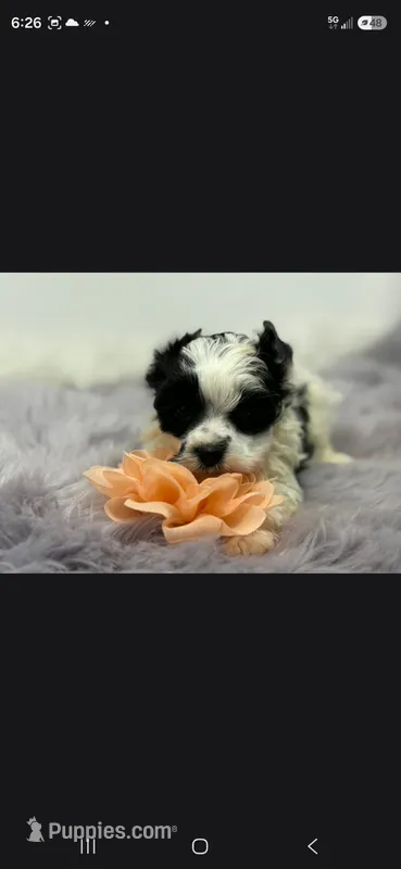 Sammy – Yorkshire Terrier puppy for sale in Spring Hill, FL
