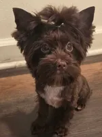 Gizmo (Toy), a male Yorkshire Terrier for sale in Spring Hill, FL – 2 of 4