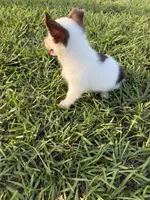 Princess(blue eyes), a female Pembroke Welsh Corgi for sale in Spring Hill, FL – 4 of 4