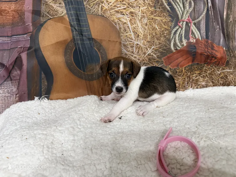 ROSIE – Jack Russell Terrier puppy for sale in Spring Hill, FL