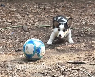 Mottles – Pembroke Welsh Corgi puppy for sale in Spring Hill, FL