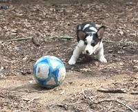 Mottles, a female Pembroke Welsh Corgi for sale in Spring Hill, FL – 2 of 2