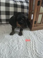 Luna, a female Miniature Dachshund for sale in Milton, FL – 1 of 3