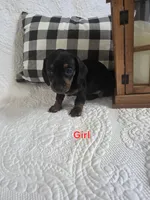 Luna, a female Miniature Dachshund for sale in Milton, FL – 3 of 3