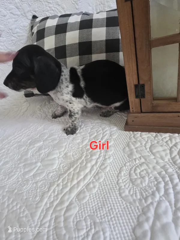 Milly – Miniature Dachshund puppy for sale in Milton, FL