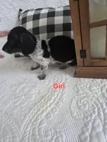 Milly, a female Miniature Dachshund for sale in Milton, FL – 1 of 3