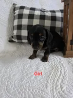 Luna, a female Miniature Dachshund for sale in Milton, FL – 2 of 3