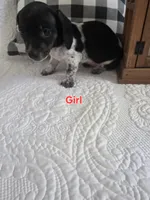 Milly, a female Miniature Dachshund for sale in Milton, FL – 3 of 3