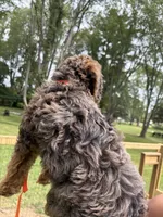 Chocolate , a female Bernedoodle for sale in Kalamazoo, MI – 3 of 3