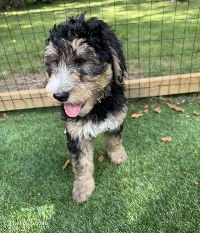 Zoey – Bernedoodle puppy for sale in Kalamazoo, MI