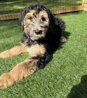 Greta , a female Bernedoodle for sale in Kalamazoo, MI – 1 of 2