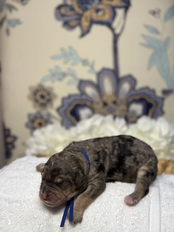 Blue – Bernedoodle puppy for sale in Kalamazoo, MI