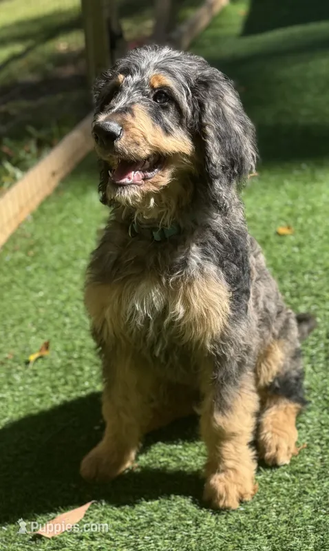 Red – Bernedoodle puppy for sale in Kalamazoo, MI