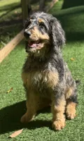 Hércules , a male Bernedoodle for sale in Kalamazoo, MI – 1 of 2