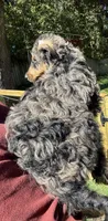 Hércules , a male Bernedoodle for sale in Kalamazoo, MI – 2 of 2