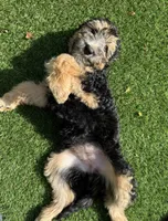 Greta , a female Bernedoodle for sale in Kalamazoo, MI – 2 of 2