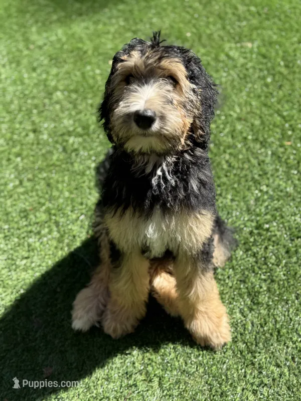 Greta  – Bernedoodle puppy for sale in Kalamazoo, MI