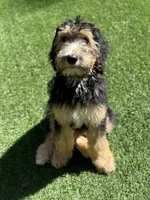 Greta , a female Bernedoodle for sale in Kalamazoo, MI – 1 of 4