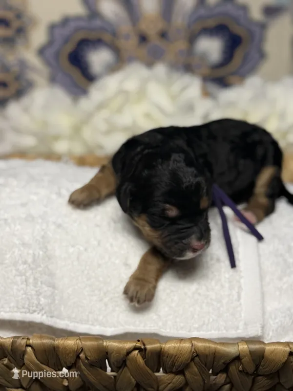 Purple  – Bernedoodle puppy for sale in Kalamazoo, MI