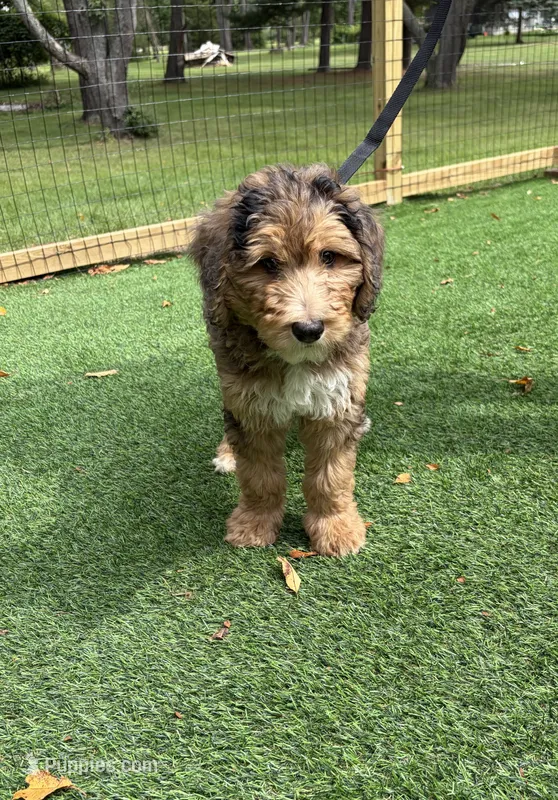 Latte  – Bernedoodle puppy for sale in Kalamazoo, MI