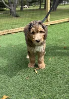 Latte , a female Bernedoodle for sale in Kalamazoo, MI – 1 of 2