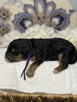 Purple , a female Bernedoodle for sale in Kalamazoo, MI – 2 of 2
