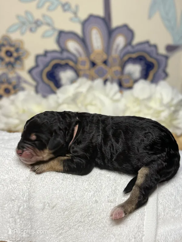 Pink – Bernedoodle puppy for sale in Kalamazoo, MI