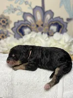 Pink, a female Bernedoodle for sale in Kalamazoo, MI – 1 of 1
