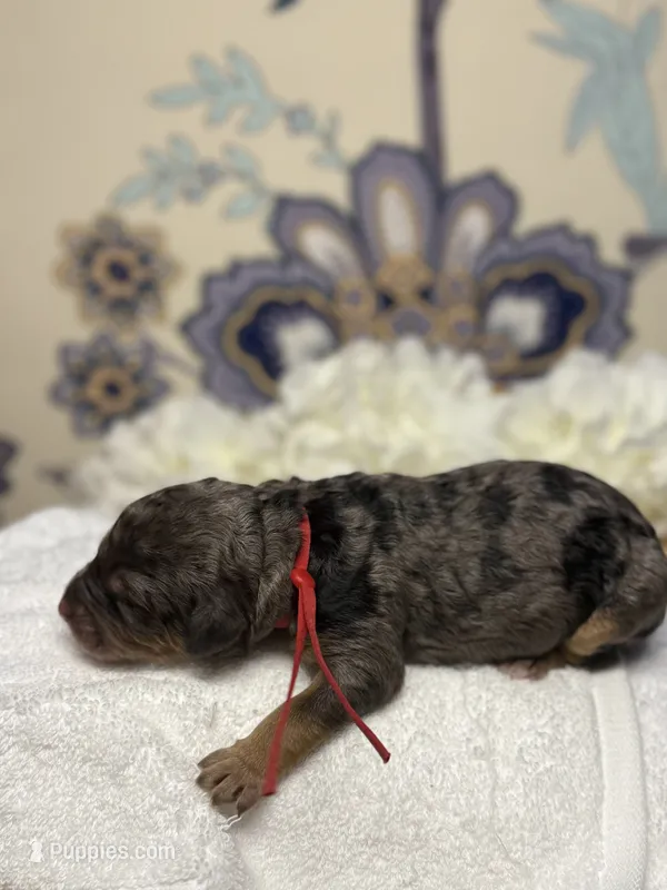 Red – Bernedoodle puppy for sale in Kalamazoo, MI