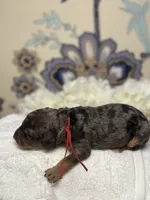 Red, a male Bernedoodle for sale in Kalamazoo, MI – 1 of 1