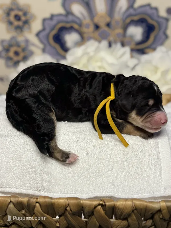 Yellow – Bernedoodle puppy for sale in Kalamazoo, MI