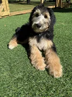 Greta , a female Bernedoodle for sale in Kalamazoo, MI – 4 of 4