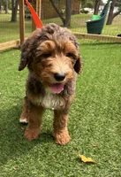 Chocolate , a female Bernedoodle for sale in Kalamazoo, MI – 2 of 3
