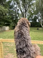 Latte , a female Bernedoodle for sale in Kalamazoo, MI – 2 of 2