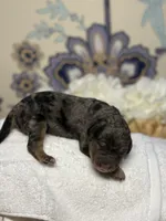 Grey, a female Bernedoodle for sale in Kalamazoo, MI – 1 of 1