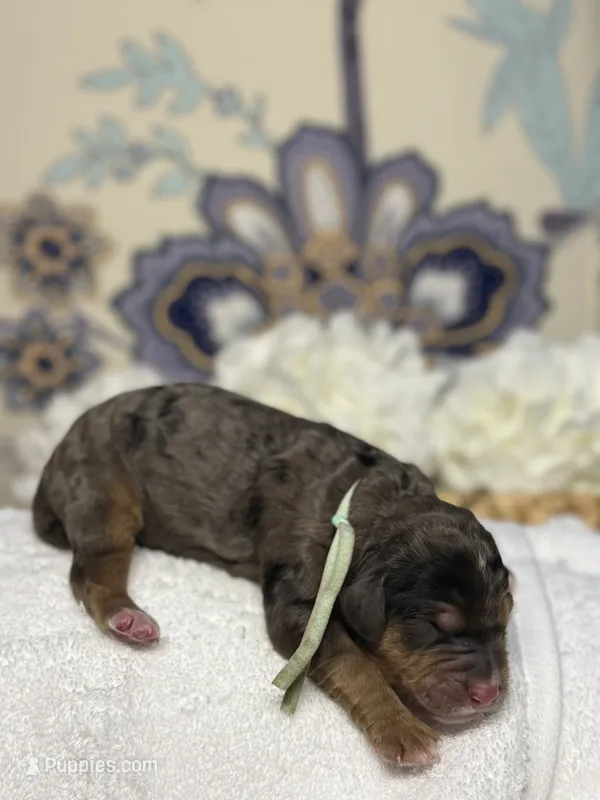 Mint  – Bernedoodle puppy for sale in Kalamazoo, MI