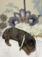 Mint , a female Bernedoodle for sale in Kalamazoo, MI – 1 of 1
